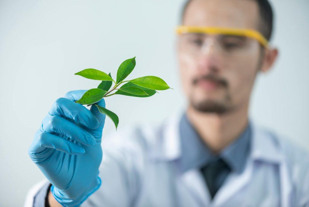 Un hombre examinando una planta medicinal.